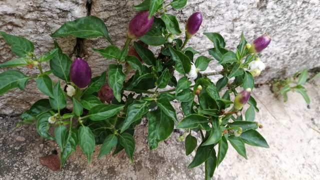 ciltivar di Capsicum annuum (Solanaceae)